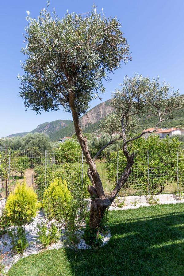 דירות פסאתופירגוס Two Olive Trees מראה חיצוני תמונה